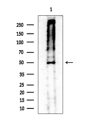 Phospho-MAP2K1/MAP2K2 (Ser218, Ser222, Ser226) Antibody in Western Blot (WB)