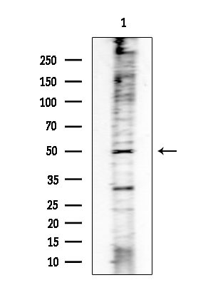 Phospho-MAP2K1/MAP2K2 (Ser218, Ser222, Ser226) Antibody in Western Blot (WB)