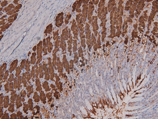 Phospho-DNA-PK (Ser2612) Antibody in Immunohistochemistry (Paraffin) (IHC (P))