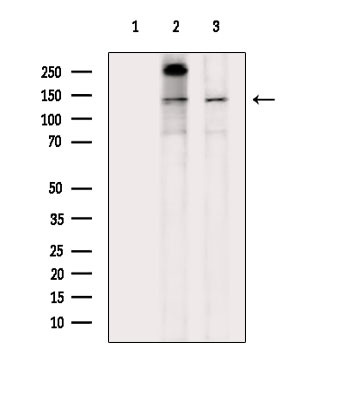 Phospho-MAP4 (Ser696) Antibody in Western Blot (WB)