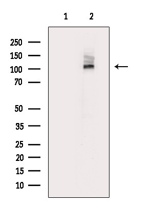 Phospho-MLK3 (Thr277, Ser281) Antibody in Western Blot (WB)