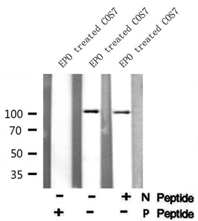 Phospho-Catenin alpha-1 (Ser641) Antibody in Western Blot (WB)