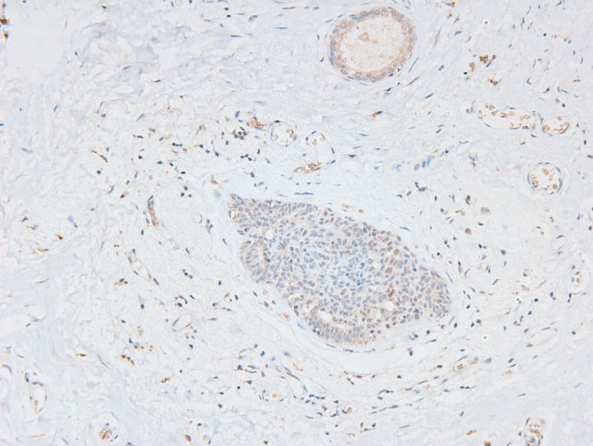 Phospho-p300 (Ser1834) Antibody in Immunohistochemistry (Paraffin) (IHC (P))