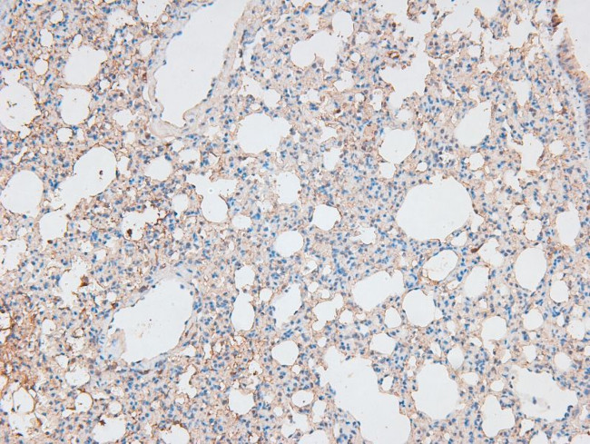 Phospho-p300 (Ser1834) Antibody in Immunohistochemistry (Paraffin) (IHC (P))