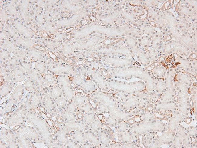 Phospho-p300 (Ser1834) Antibody in Immunohistochemistry (Paraffin) (IHC (P))