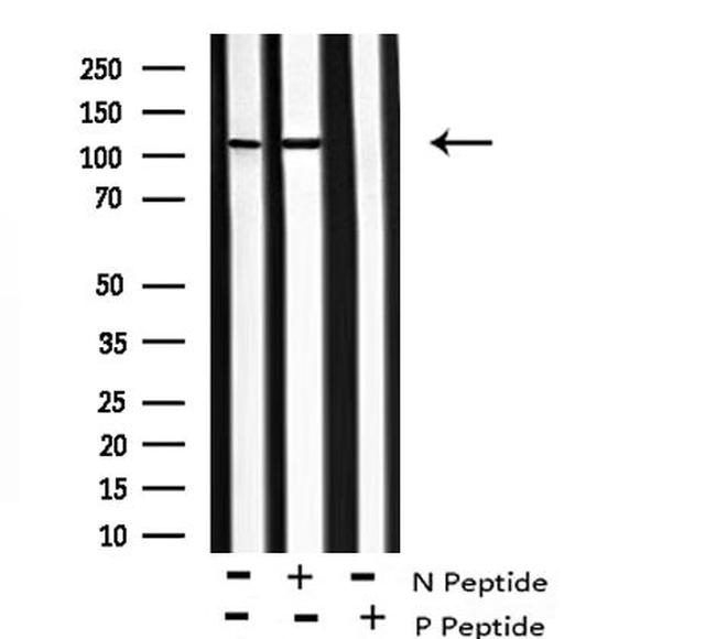 Phospho-KIF1C (Ser1092) Antibody in Western Blot (WB)