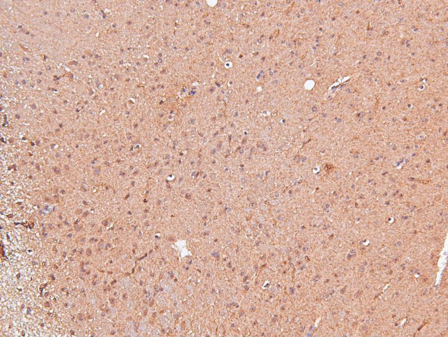 Phospho-VAMP4 (Ser30) Antibody in Immunohistochemistry (Paraffin) (IHC (P))