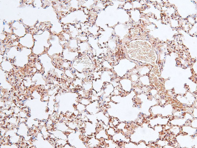 Phospho-VAMP4 (Ser30) Antibody in Immunohistochemistry (Paraffin) (IHC (P))