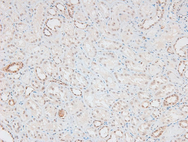 Phospho-Caspase 8 (Tyr448) Antibody in Immunohistochemistry (Paraffin) (IHC (P))