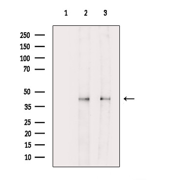 Phospho-CREB (Ser111) Antibody in Western Blot (WB)