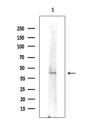 Phospho-CREB (Ser111) Antibody in Western Blot (WB)