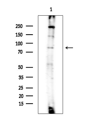 Phospho-STAT4 (Ser721) Antibody in Western Blot (WB)