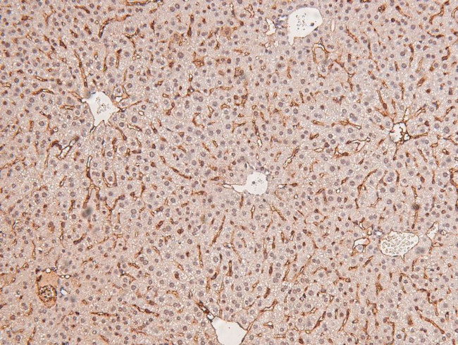 Phospho-DAPK1 (Ser734) Antibody in Immunohistochemistry (Paraffin) (IHC (P))