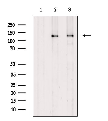 Phospho-HIPK1/HIPK2/HIPK3 (Tyr352, Tyr361, Tyr359) Antibody in Western Blot (WB)