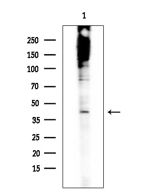 Phospho-MNK1 (Thr250) Antibody in Western Blot (WB)