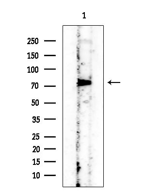 Phospho-RSK3 (Thr356) Antibody in Western Blot (WB)