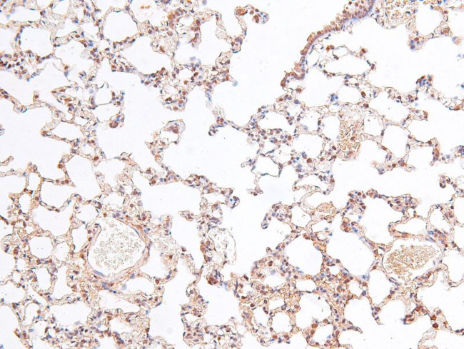 Phospho-RSK3 (Ser360) Antibody in Immunohistochemistry (Paraffin) (IHC (P))