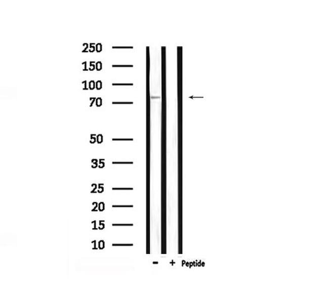 Phospho-RSK3 (Ser360) Antibody in Western Blot (WB)