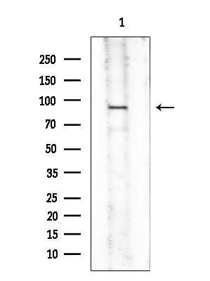 Phospho-eIF2b epsilon (Ser540) Antibody in Western Blot (WB)