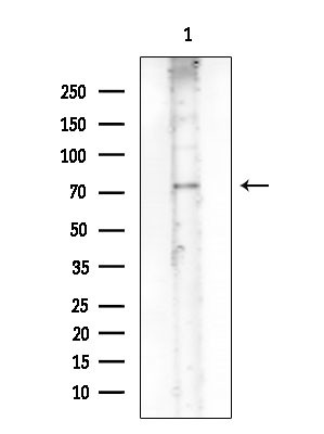 Phospho-eIF2b epsilon (Ser540) Antibody in Western Blot (WB)