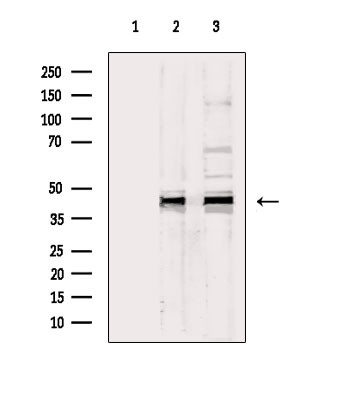 Phospho-ERK1/ERK2 (Thr202, Tyr204, Thr185, Tyr187) Antibody in Western Blot (WB)