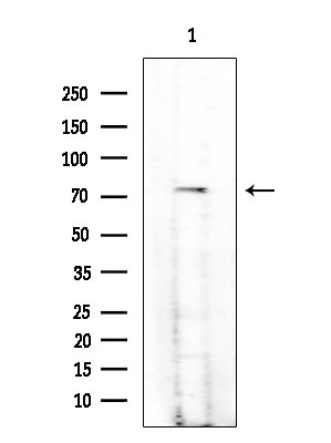 Phospho-GAB2 (Tyr614) Antibody in Western Blot (WB)