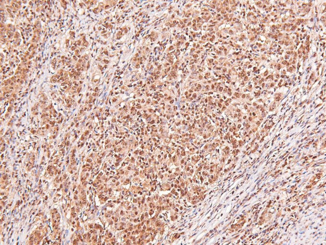 Phospho-alpha Dystroglycan (Tyr892) Antibody in Immunohistochemistry (Paraffin) (IHC (P))