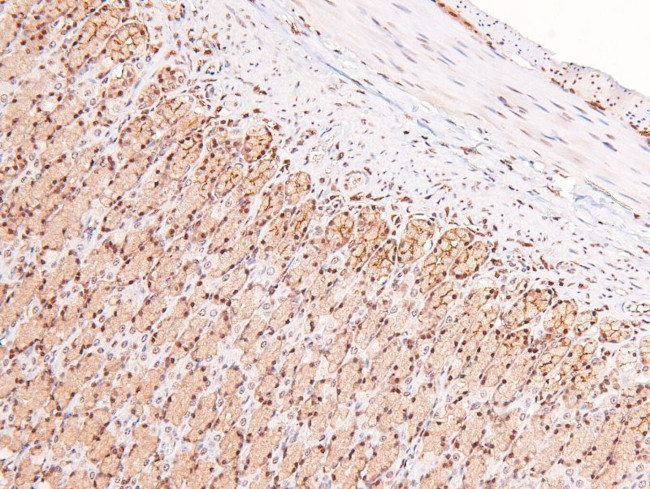 Phospho-alpha Dystroglycan (Tyr892) Antibody in Immunohistochemistry (Paraffin) (IHC (P))