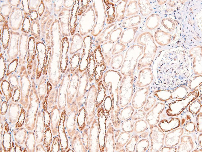 Phospho-Annexin A1 (Tyr21) Antibody in Immunohistochemistry (Paraffin) (IHC (P))