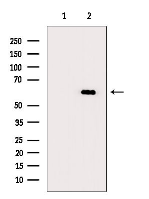 Phospho-BAG3 (Tyr457) Antibody in Western Blot (WB)