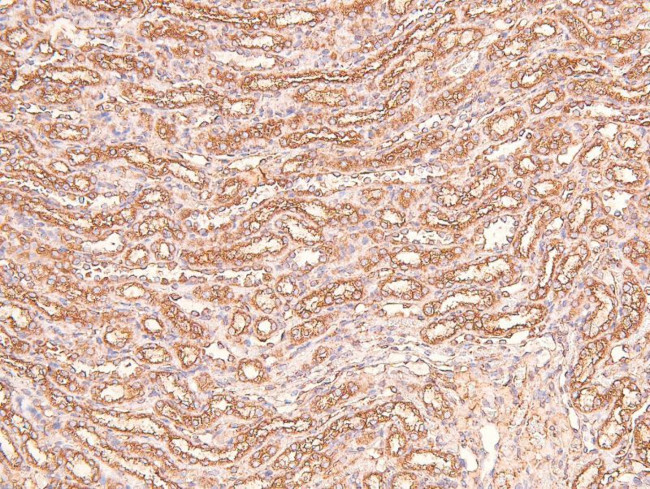 Phospho-Claudin 1 (Tyr210) Antibody in Immunohistochemistry (Paraffin) (IHC (P))