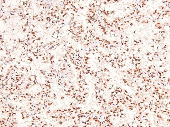 Phospho-CUX1 (Ser1237) Antibody in Immunohistochemistry (Paraffin) (IHC (P))