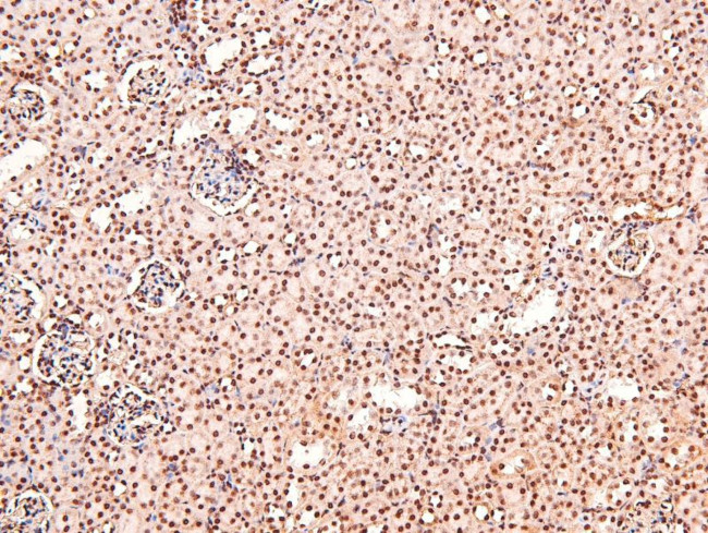 Phospho-CUX1 (Ser1237) Antibody in Immunohistochemistry (Paraffin) (IHC (P))