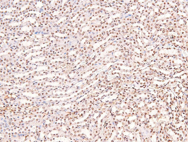 Phospho-CUX1 (Ser1237) Antibody in Immunohistochemistry (Paraffin) (IHC (P))