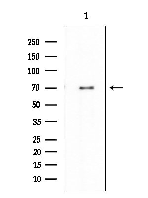 Phospho-FOXO1 (Ser249) Antibody in Western Blot (WB)