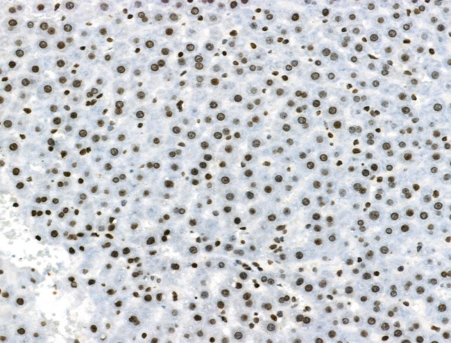 Phospho-DUSP16 (Ser446) Antibody in Immunohistochemistry (Paraffin) (IHC (P))