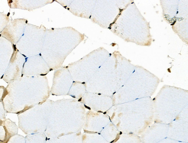 Phospho-RAD17 (Ser646) Antibody in Immunohistochemistry (Paraffin) (IHC (P))