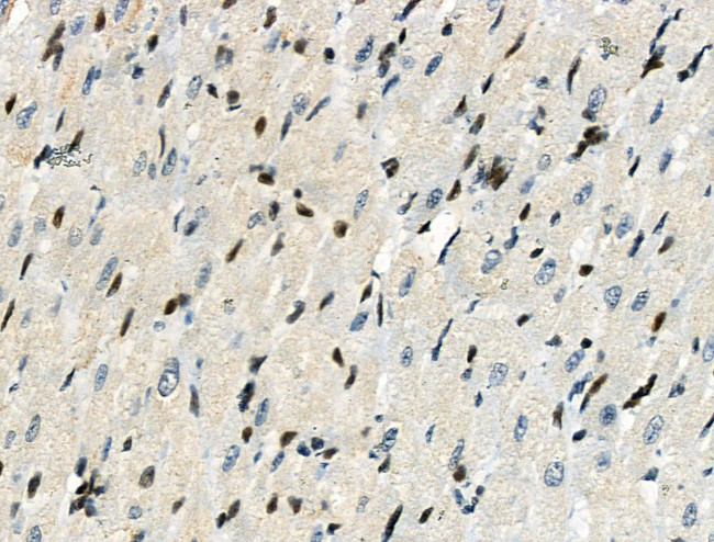 Phospho-RAD17 (Ser646) Antibody in Immunohistochemistry (Paraffin) (IHC (P))