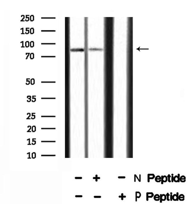 Phospho-SP1 (Thr278) Antibody in Western Blot (WB)