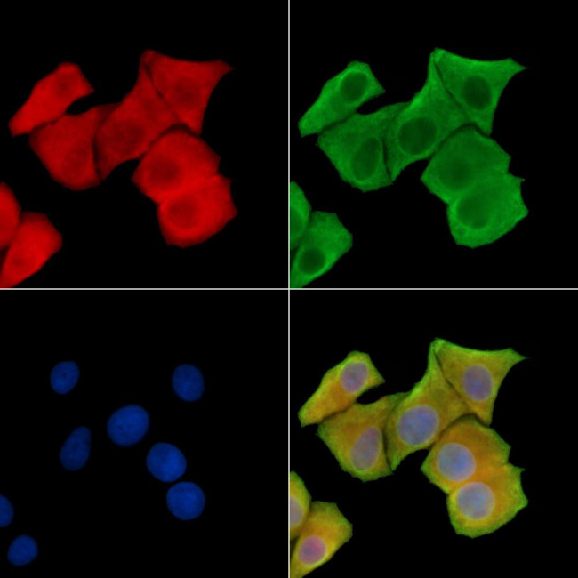 Phospho-TLR5 (Tyr798) Antibody in Immunocytochemistry (ICC/IF)