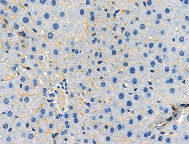 Phospho-TLR5 (Tyr798) Antibody in Immunohistochemistry (Paraffin) (IHC (P))