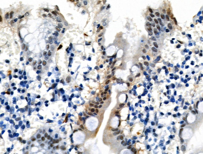 Phospho-TPPP (Ser18) Antibody in Immunohistochemistry (Paraffin) (IHC (P))