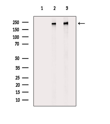 Phospho-POLR2A (Ser1616) Antibody in Western Blot (WB)