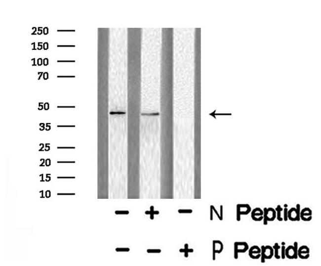 Phospho-E2F1 (Ser364) Antibody in Western Blot (WB)