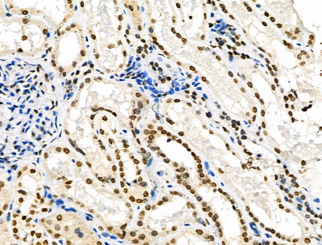 Phospho-SMAD1/SMAD9 (Ser463, Ser465) Antibody in Immunohistochemistry (Paraffin) (IHC (P))