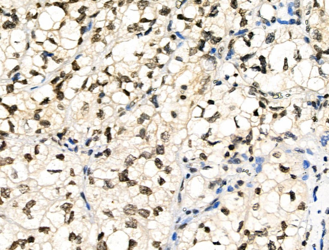 Phospho-SMAD1/SMAD9 (Ser463, Ser465) Antibody in Immunohistochemistry (Paraffin) (IHC (P))