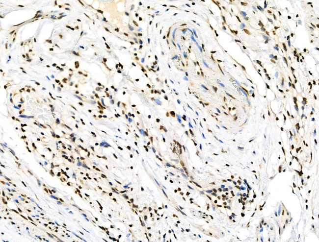 Phospho-SMAD1/SMAD9 (Ser463, Ser465) Antibody in Immunohistochemistry (Paraffin) (IHC (P))