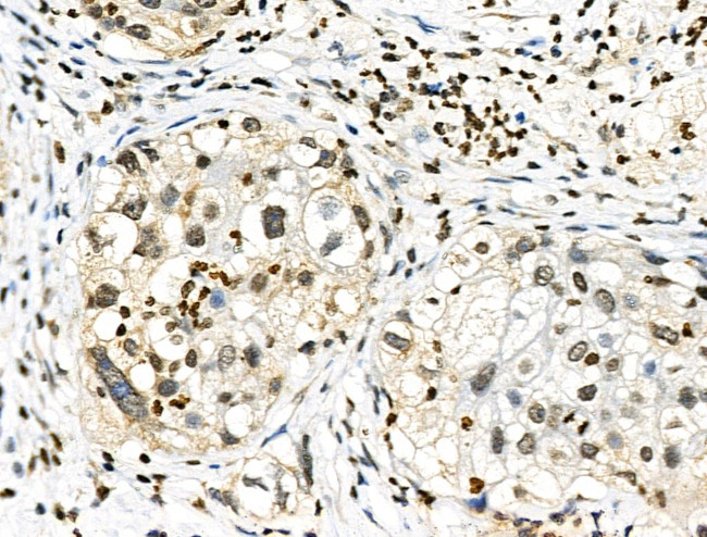 Phospho-SMAD1/SMAD9 (Ser463, Ser465) Antibody in Immunohistochemistry (Paraffin) (IHC (P))