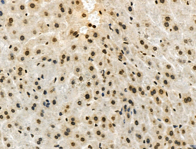 Phospho-SMAD1/SMAD9 (Ser463, Ser465) Antibody in Immunohistochemistry (Paraffin) (IHC (P))