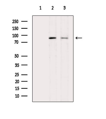 Phospho-DNM1L (Ser616) Antibody in Western Blot (WB)